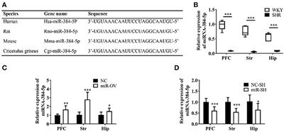 Effects of Aberrant miR-384-5p Expression on Learning and Memory in a Rat Model of Attention Deficit Hyperactivity Disorder